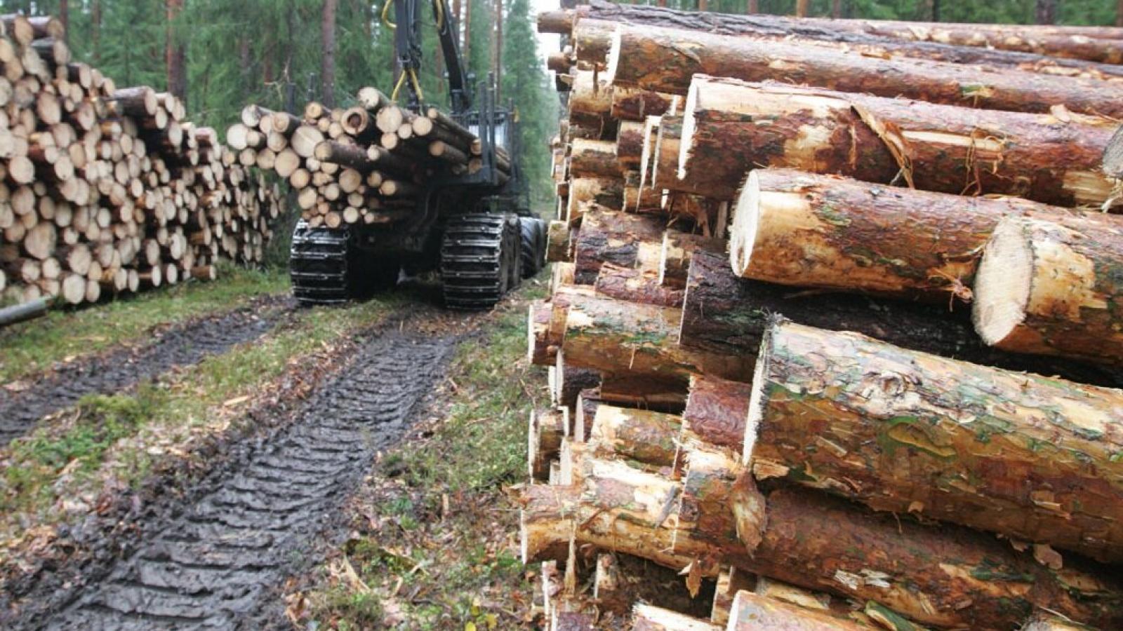 Вологда станет площадкой международного лесного форума
