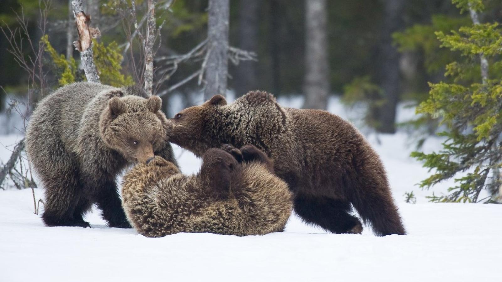Чиновники произвели перепись медведей