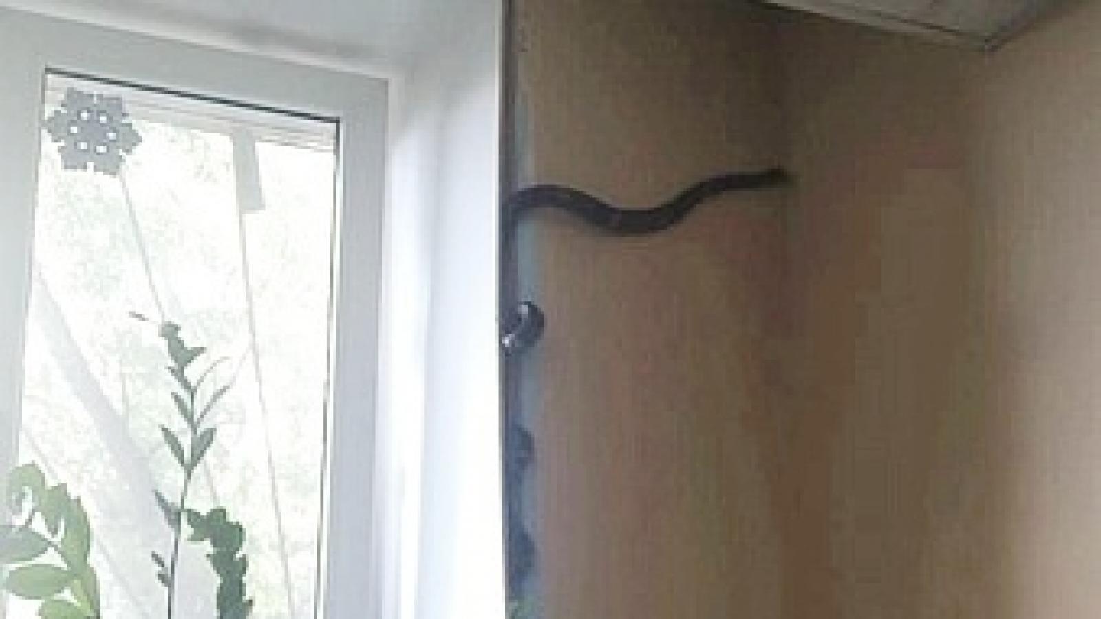 Змея забралась в вологодский офис