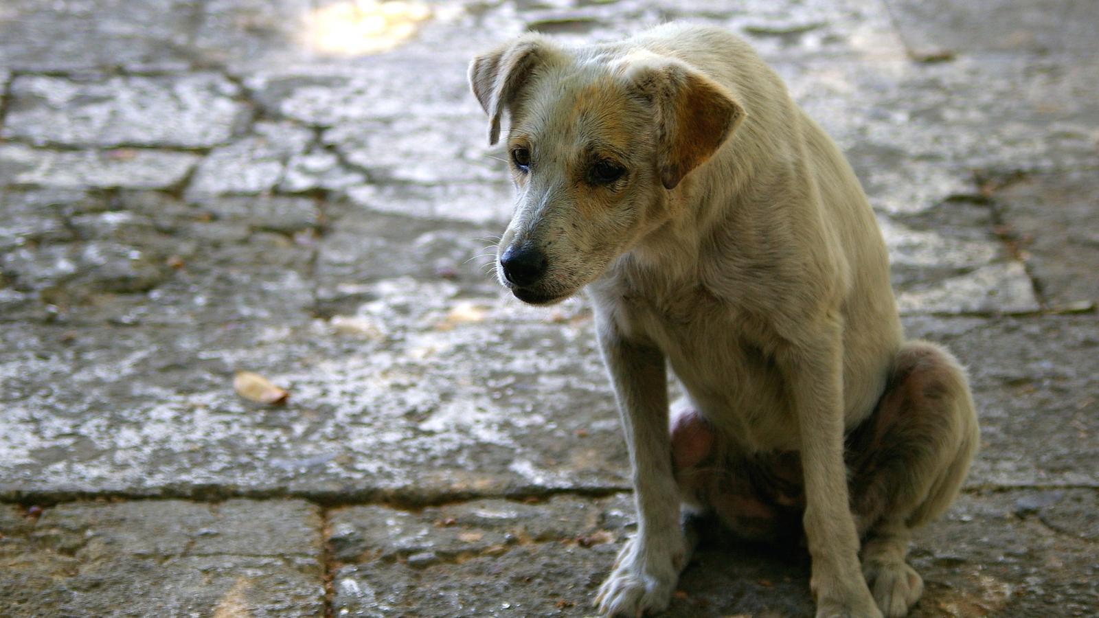 Экспертная лаборатория подтверждает – погибшие в Вологде собаки действительно были отравлены