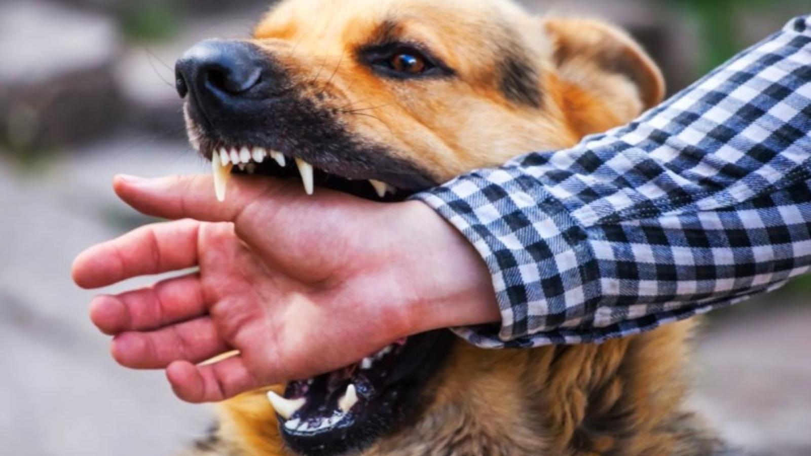 Жительница области отсудила деньги за укус собаки