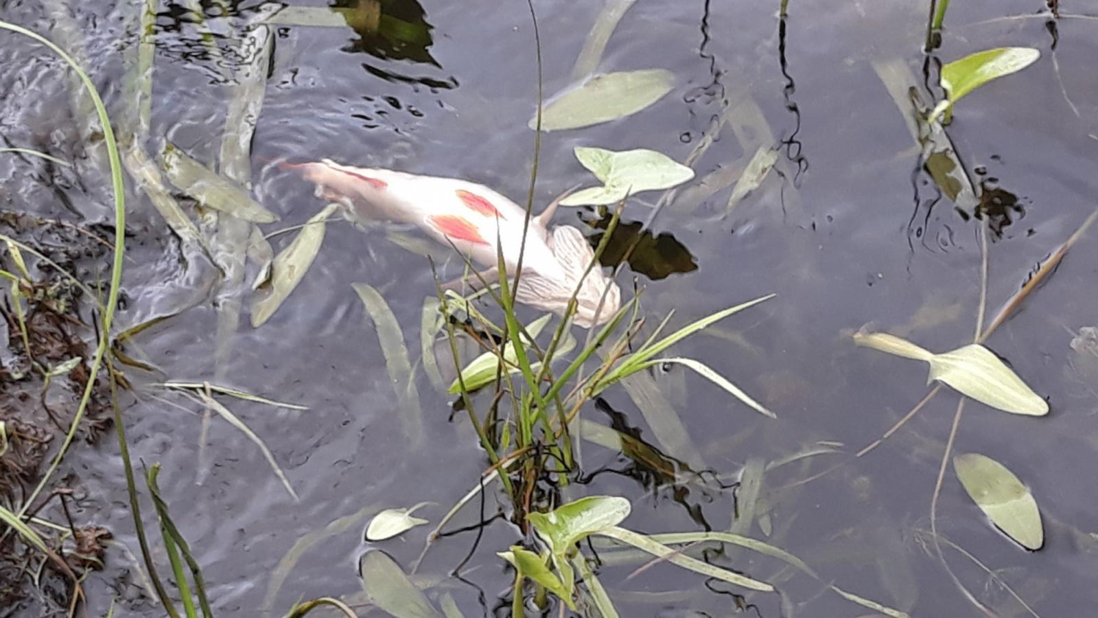 В Белом озере гибнет рыба