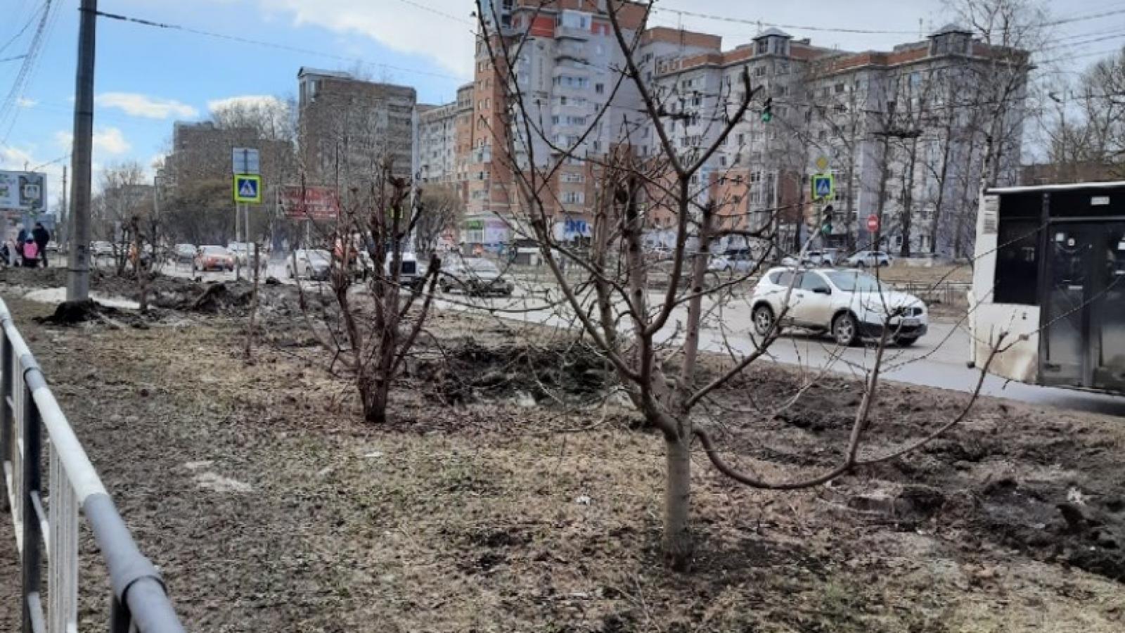 Администрация не знает, кто изуродовал деревья в Вологде