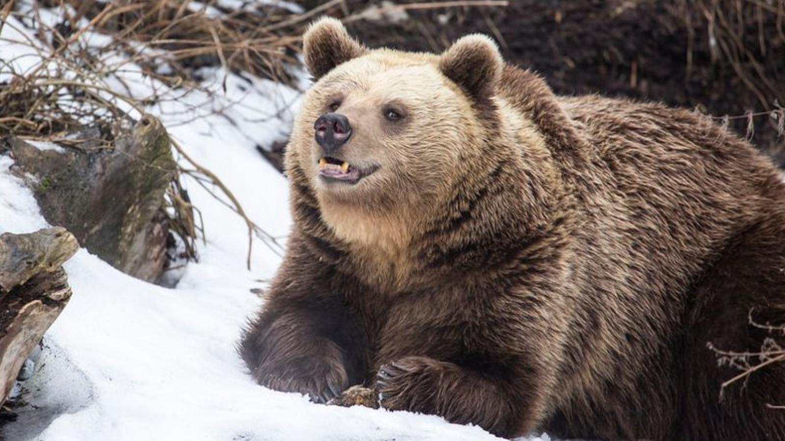 Медведи, гадюки и клещи проснулись на Вологодчине