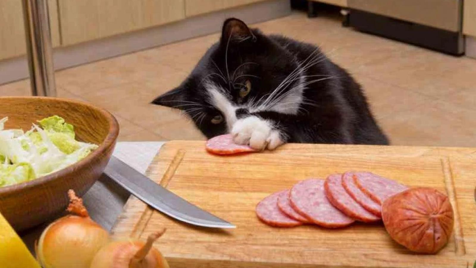 Кот ворует колбасу
