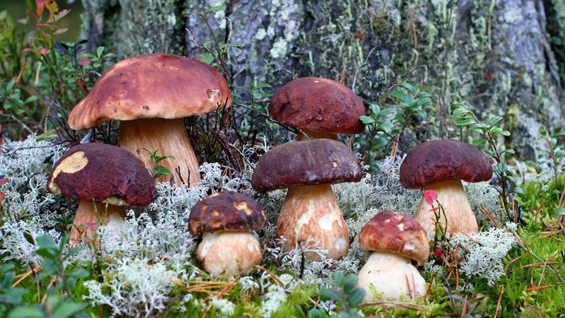 В Вологодской области массово пошли грибы