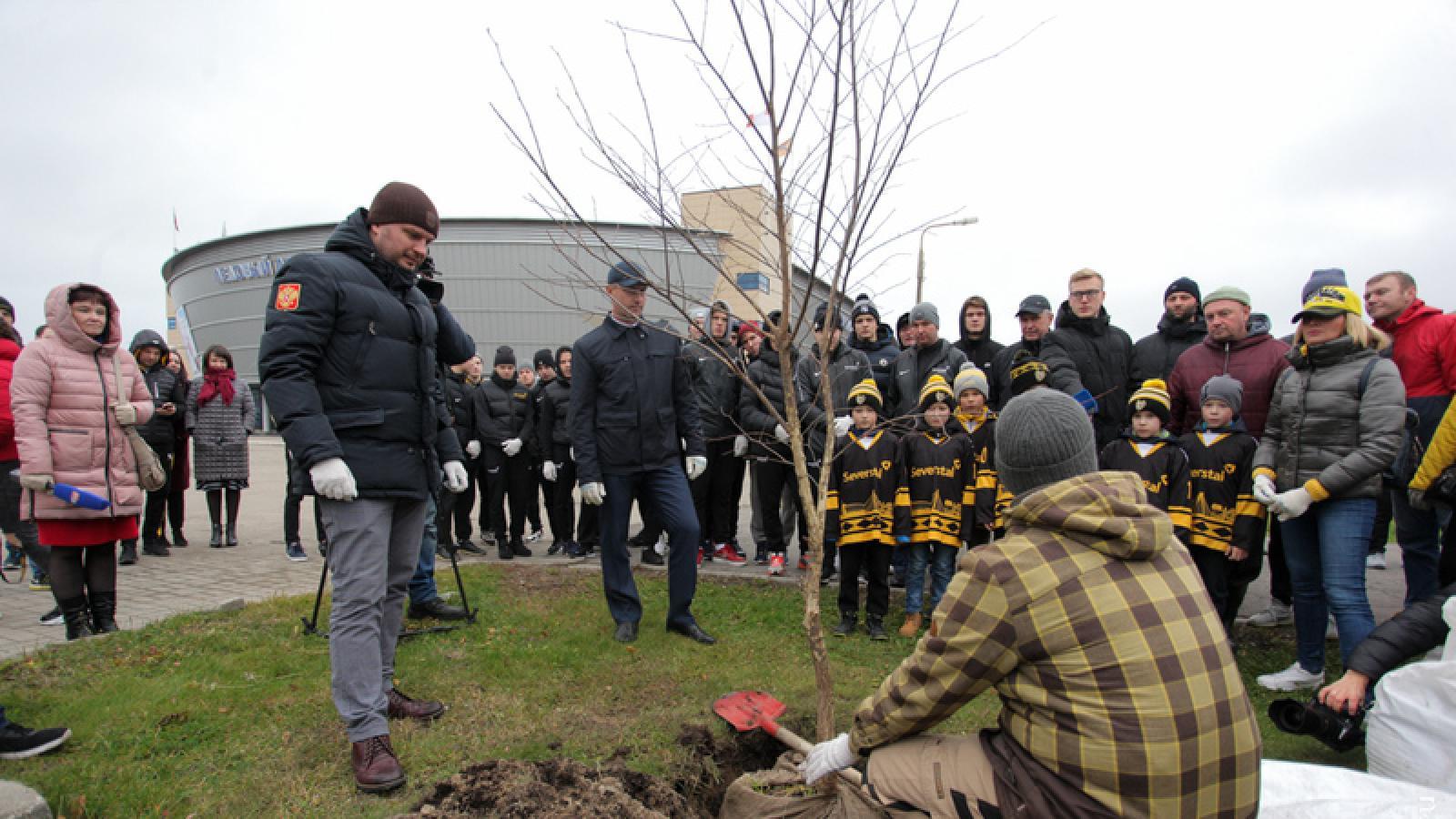 В Череповце хоккеисты высадили 25 взрослых вязов