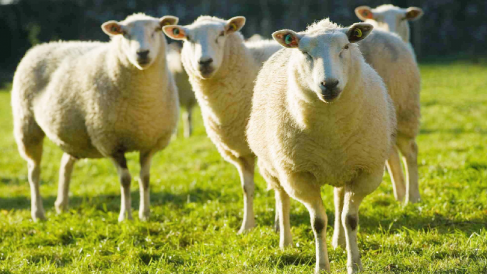Бороться с борщевиком могут овцы