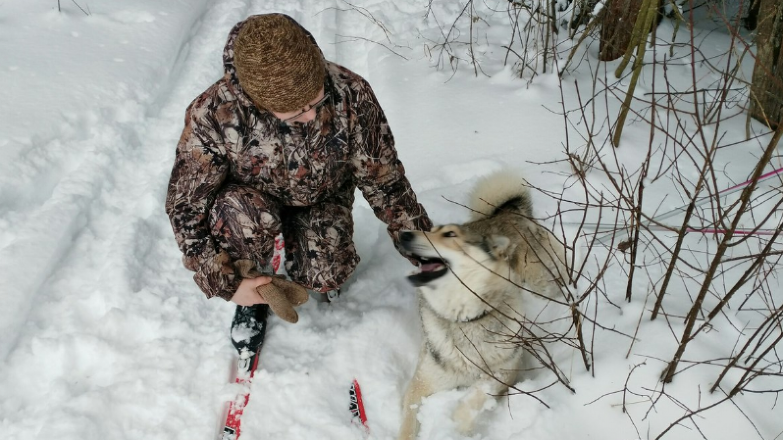В Вологодском районе лихач на снегоходе сбил собаку