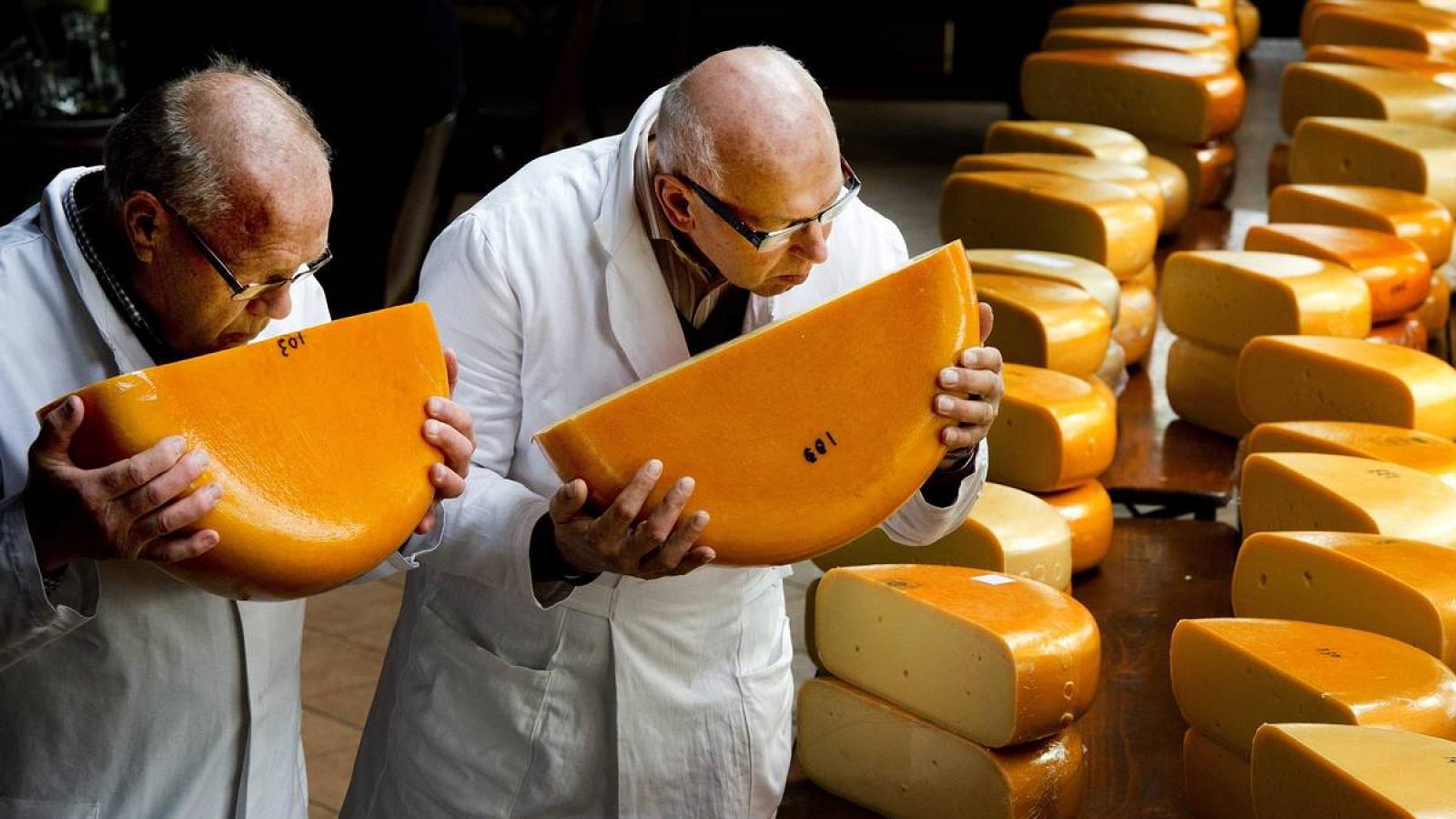Большой сырный завод появится в Череповце