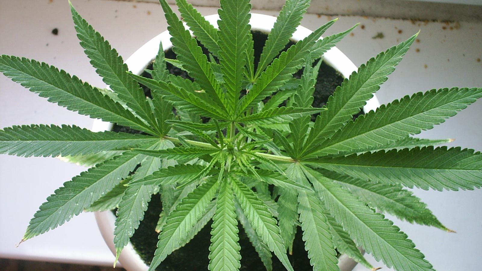 Конопля растить в домашних условиях как проявляется зависимость от марихуаны
