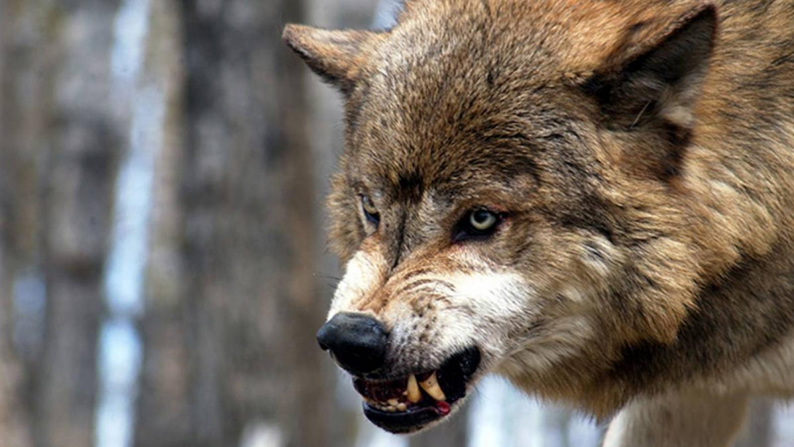 В Вытегре волки загрызли собаку