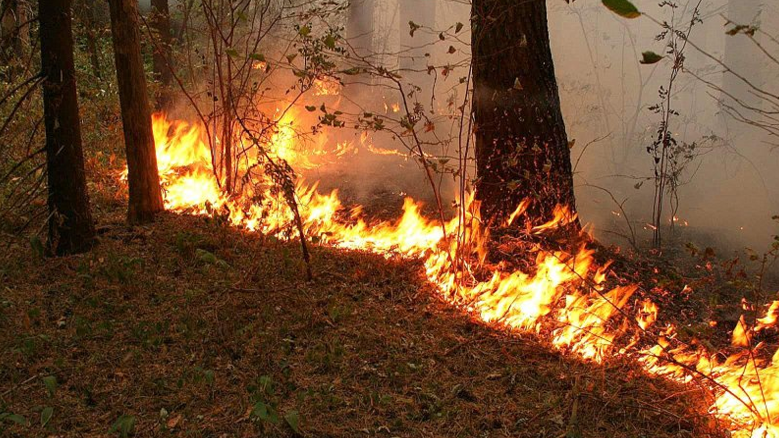 Гектар леса сгорел в Вытегорском районе