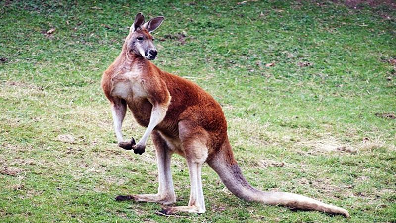 Сбежавшего из зоопарка кенгуру разыскивают на Вологодчине