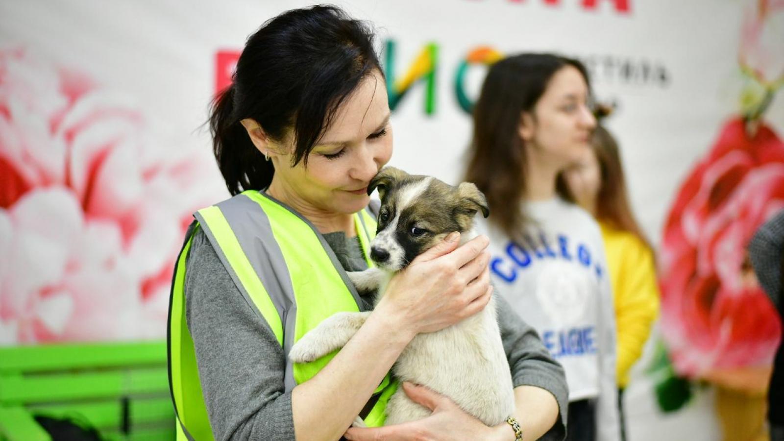 Выставка бездомных животных пройдёт в Вологде