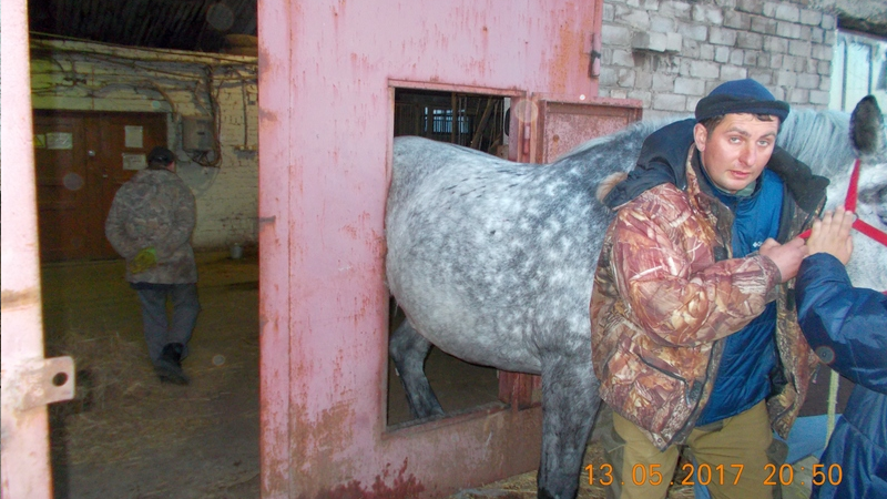 Череповецкие спасатели вызволили застрявшую в калитке лошадь