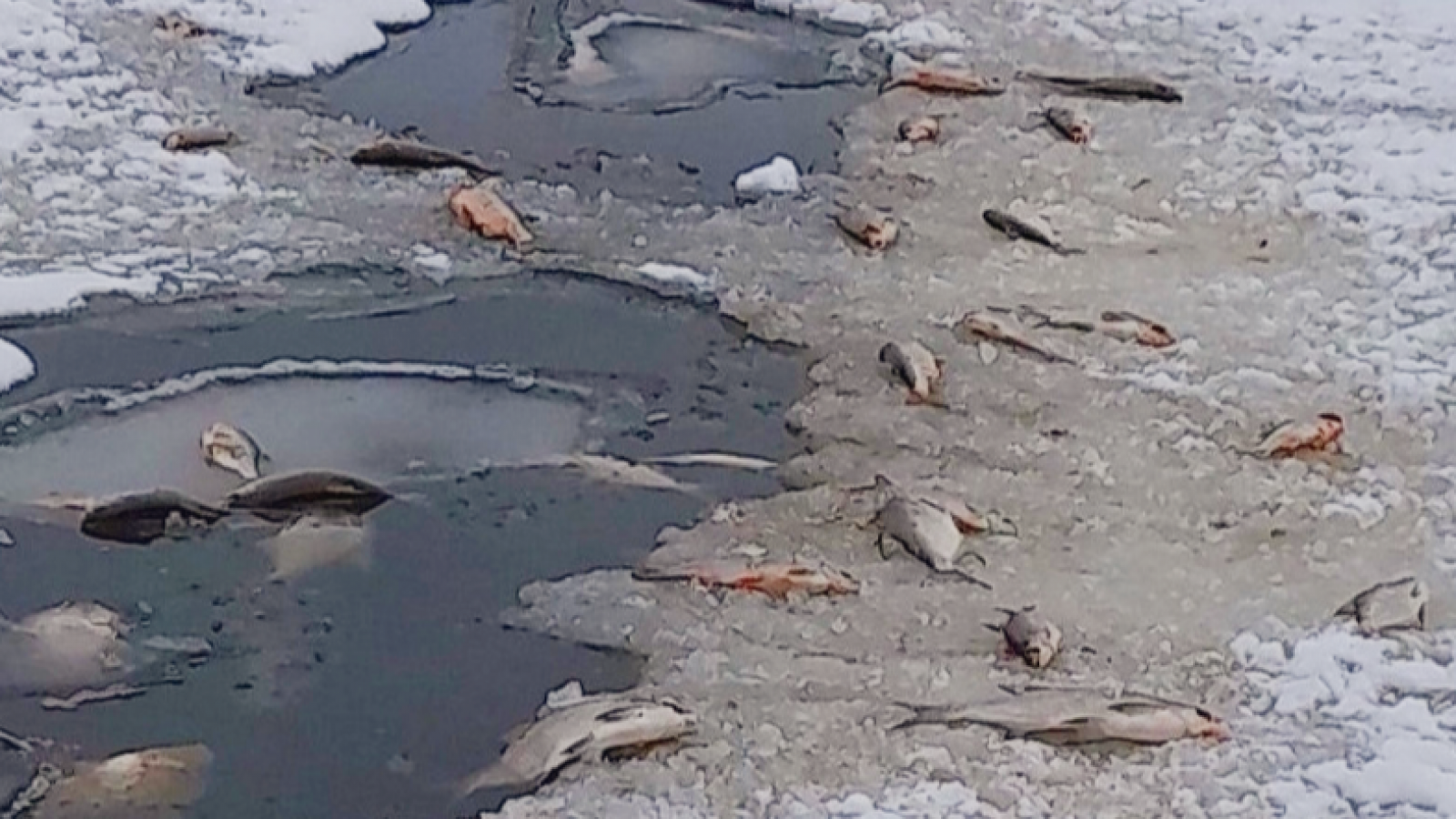 Специалисты сказали, почему в Вологде гибнет рыба