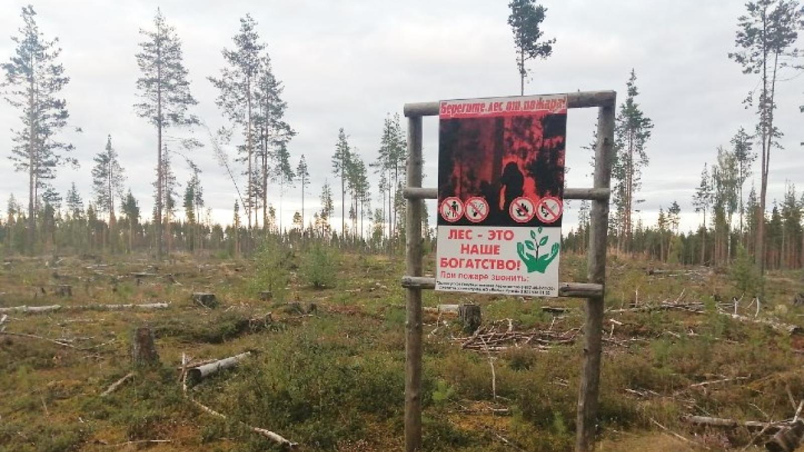Несуществующий лес охраняют в Вытегре