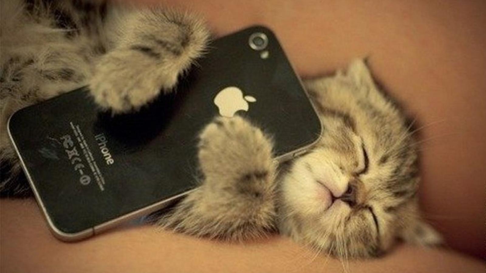 Мне надо на моем телефоне. Кот с айфоном. Котенок с телефоном. Коты Афона. Котенок с айфоном.