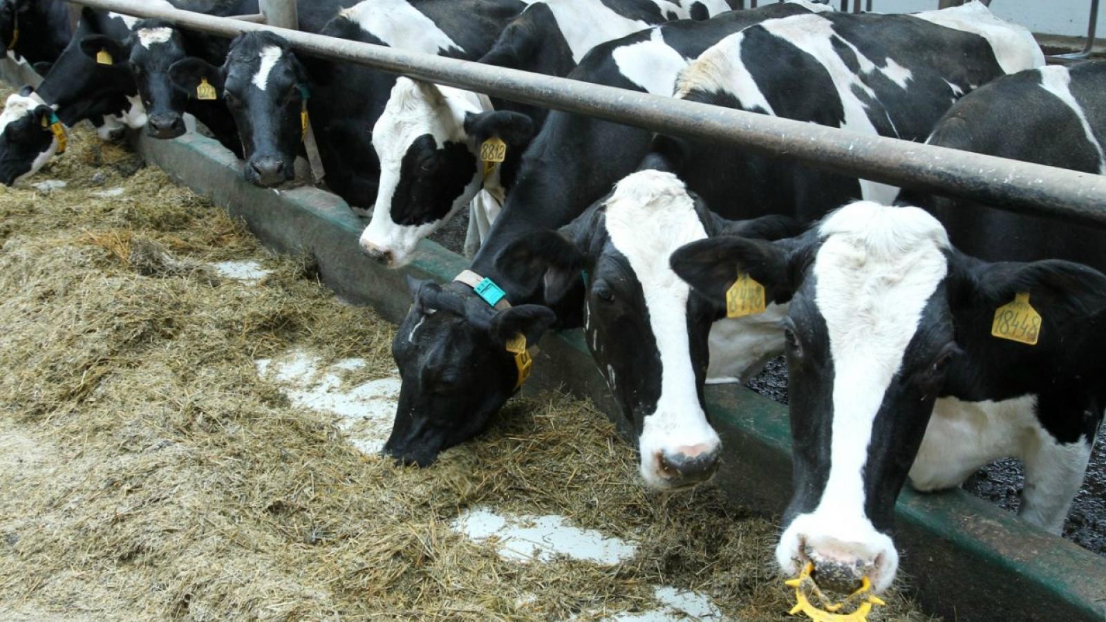  Вологодские коровы – одни из самых продуктивных в стране
