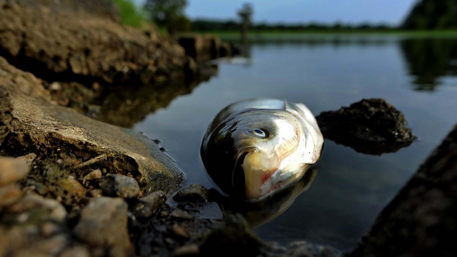 Рыба в грязной воде. Загрязнение воды рыбы. Загрязнение водоемов для рыб. Рыба на берегу.