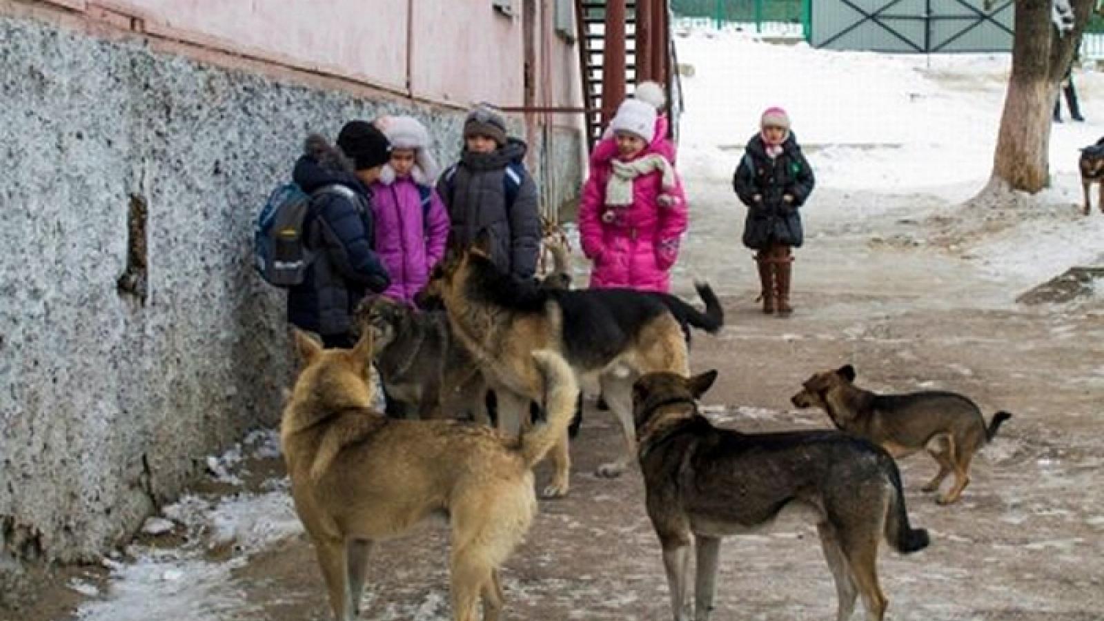 Многократные нападения бродячих собак зафиксированы в Шекснинском районе