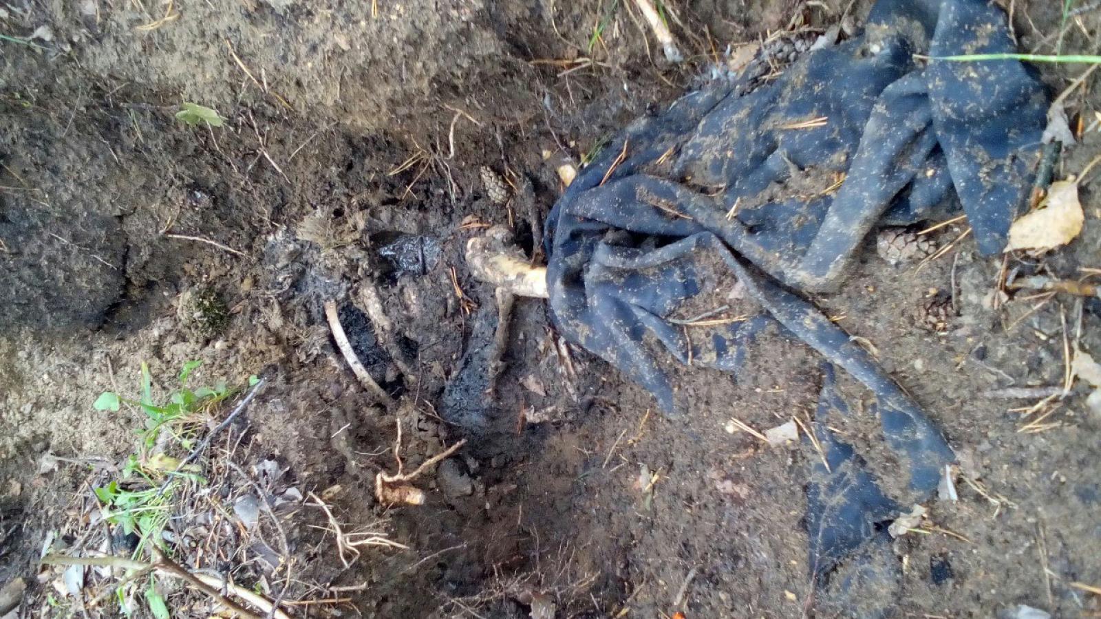 Останки человека нашли грибники недалеко от поселка Надеево
