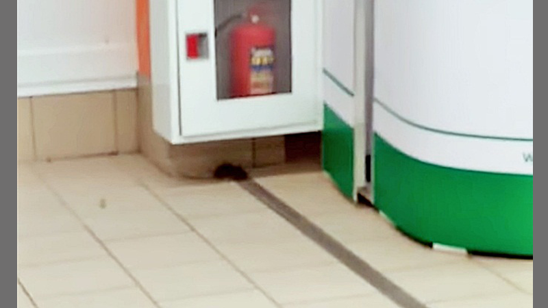 В Вологодском супермаркете обнаружили крысу