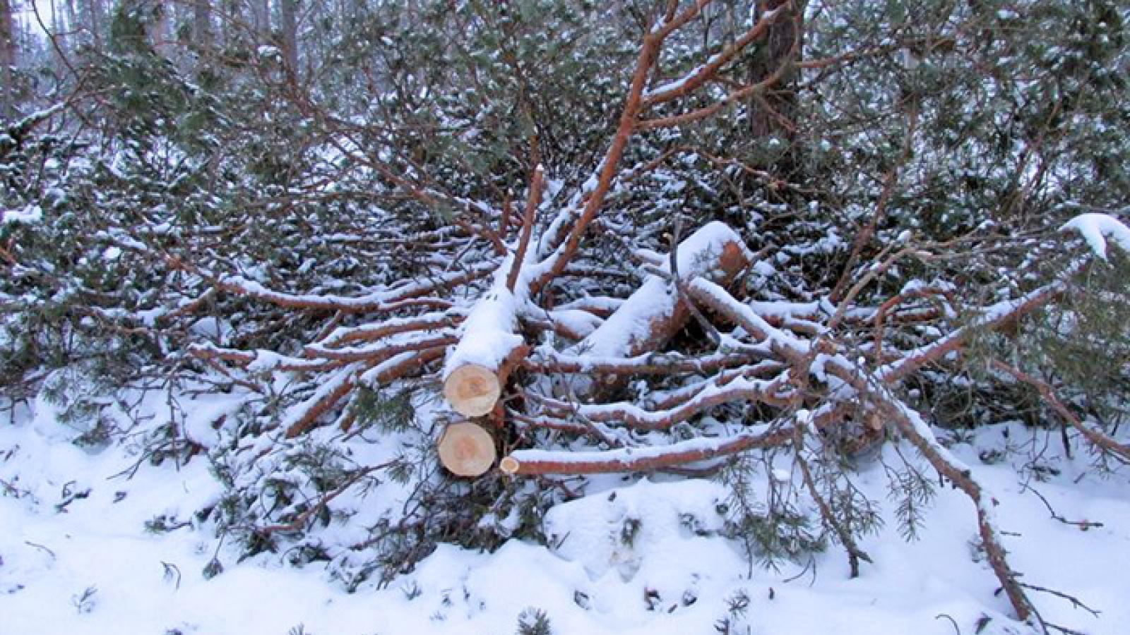 В Бабушкинском районе парень незаконно срубил около полсотни деревьев