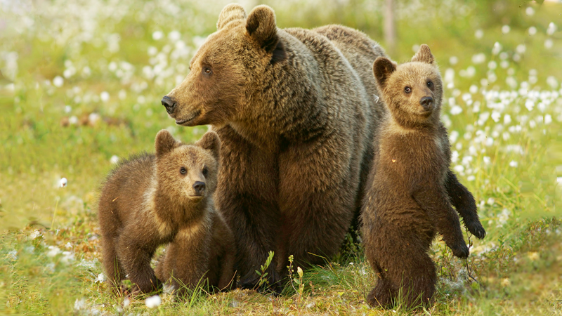 В Белозерском районе браконьер убил медведицу с медвежатами