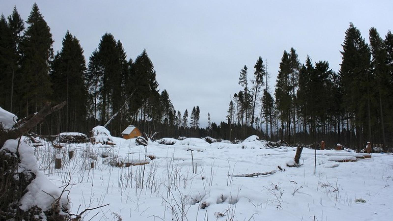 Часть Пуловского леса превратят в парк