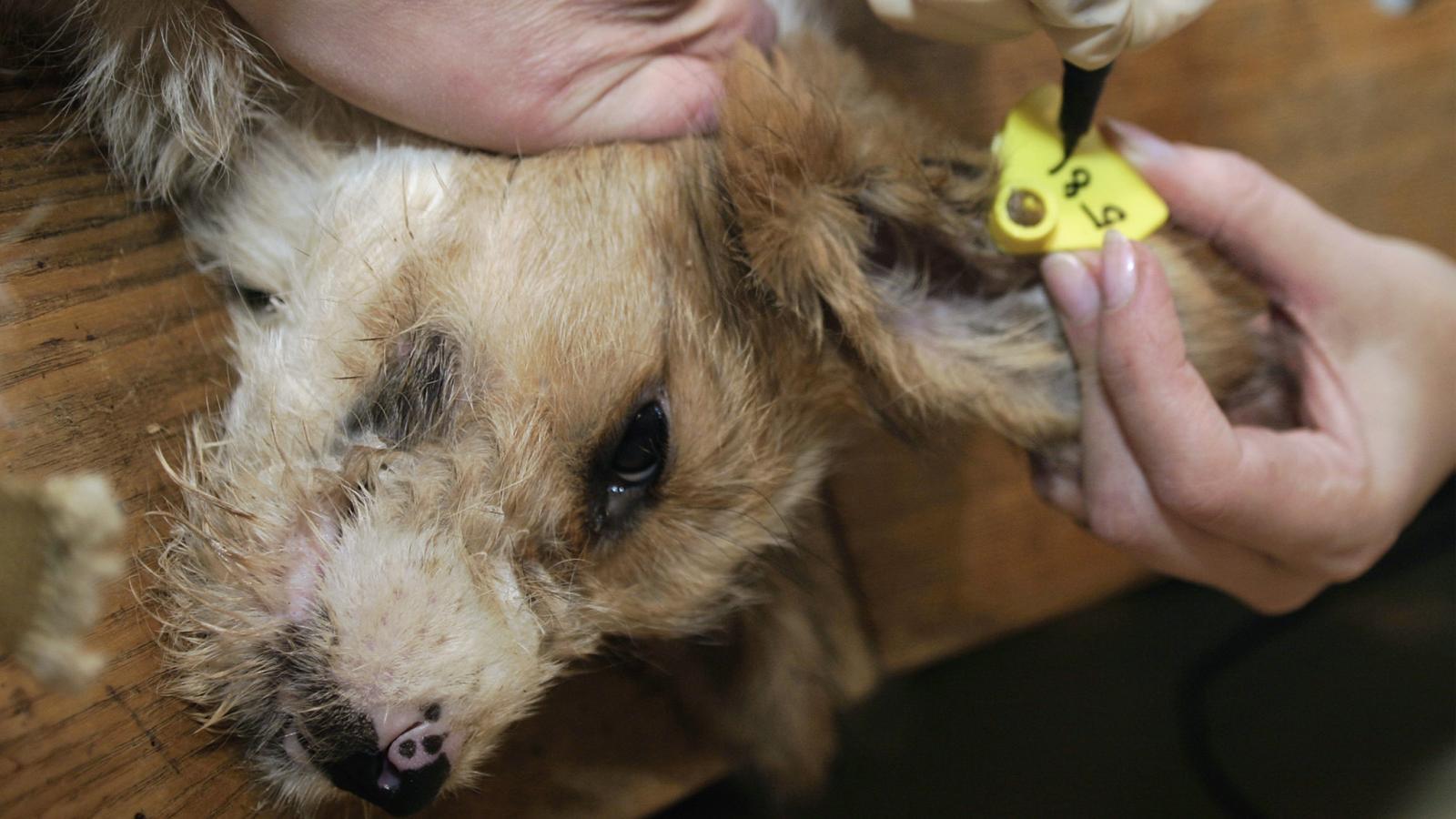 В Вологде начали проводить чипирование домашних животных