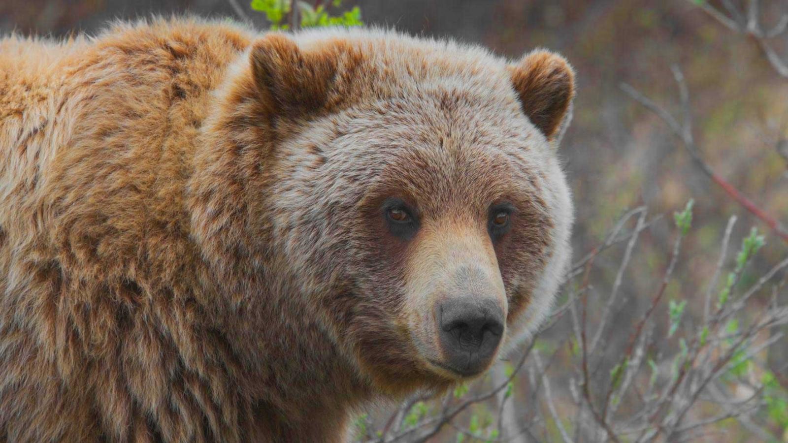 20 апреля на Вологодчине откроется охота не медведя
