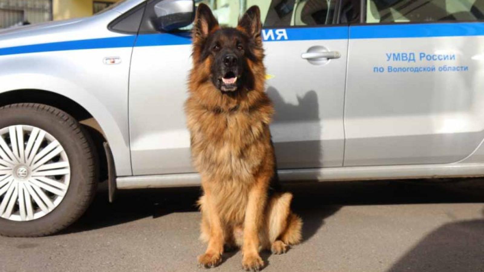 В Вологодской области объявлен конкурс рисунков «Полицейская собака»