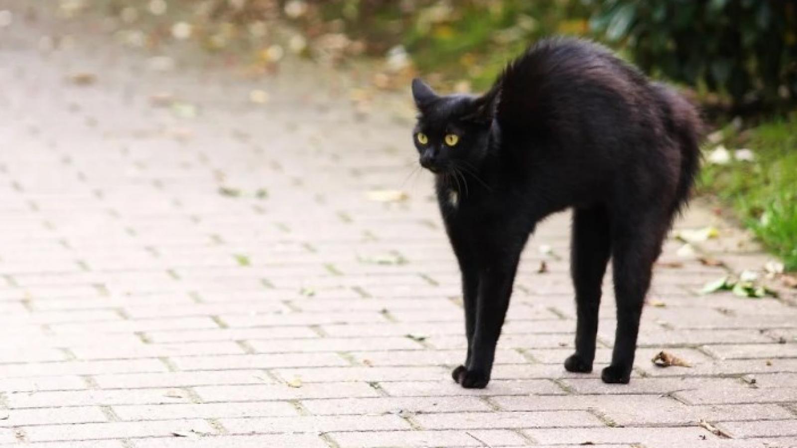 Черные кошка 13. Черная кошка. Черная кошка на улице. Черная кошка охотится. Грациозная черная кошка.