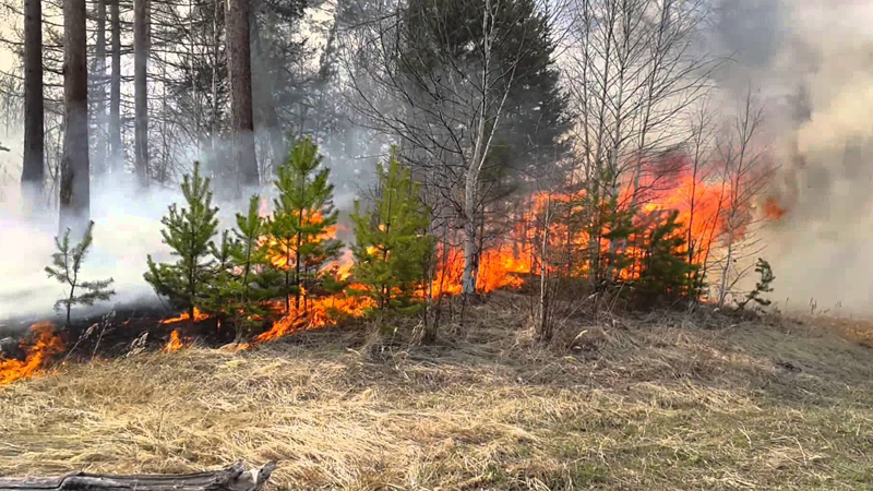 На Вологодчине зарегистрирован первый в этом году лесной пожар