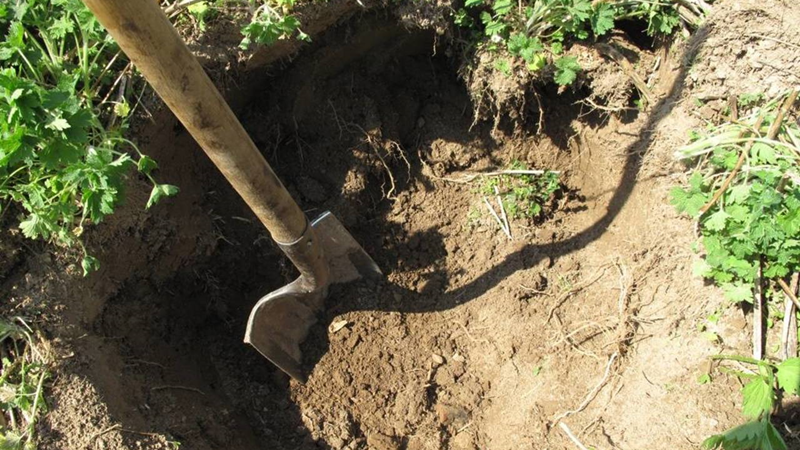 В Белозерске завистливый мурманчанин заколол и закопал коллегу