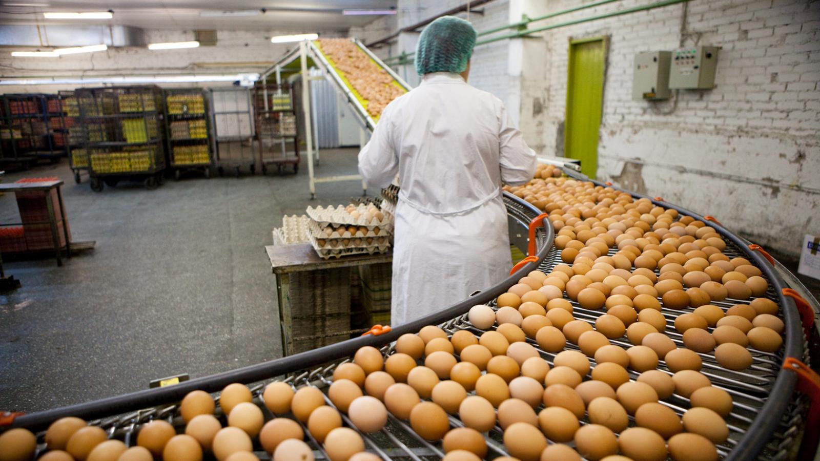 Производство яиц на Вологодчине упало почти на 50%