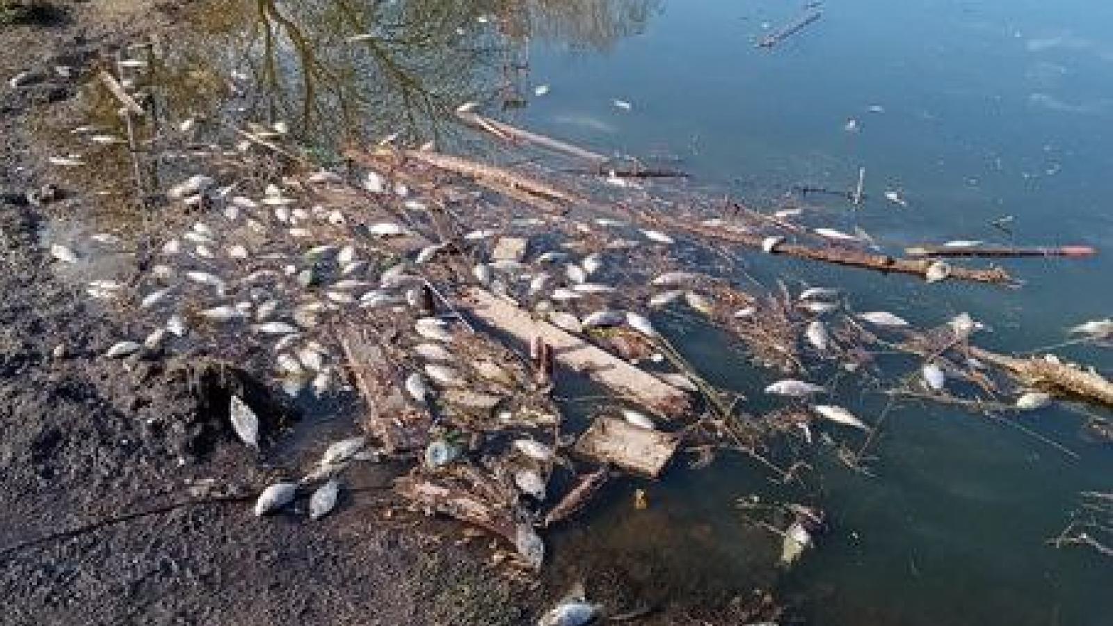 В пруду Ковыринского парка массово погибла рыба